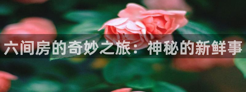松鼠直播体育：六间房的奇妙之旅：神秘的新鲜事